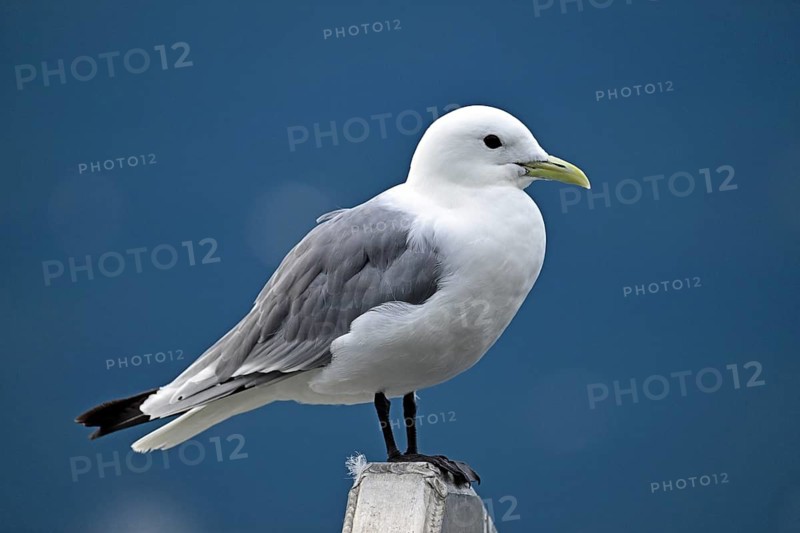 Black-legged kittiwake (Rissa tridactyla), Prince William Sound