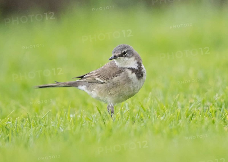 Cape Wagtail (Motacilla capensis), Namibia