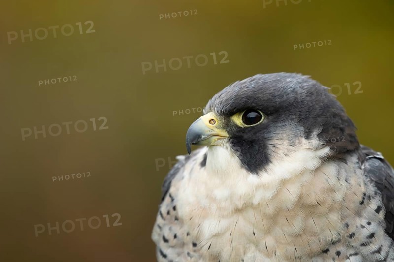 Peregrine falcon (Falco peregrinus) adult bird of prey head portrait, Scotland, United Kingdom