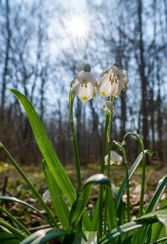 Spring snowflake (Leucojum vernum), blooming, backlit, Thuringia, Germany