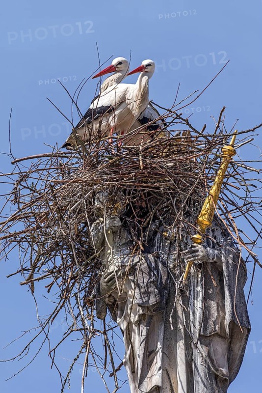 A pair of storks, the white stork (Ciconia ciconia), build a stork's nest out of twigs in front of mating, nest, on a statue of the Virgin Mary with a golden sceptre, Patrona Bavariae, historic Baroque Marian column, unique, amusing, curious, attraction, blue sky, Marienplatz, Old Town, Freising, Upper Bavaria, Bavaria, Germany