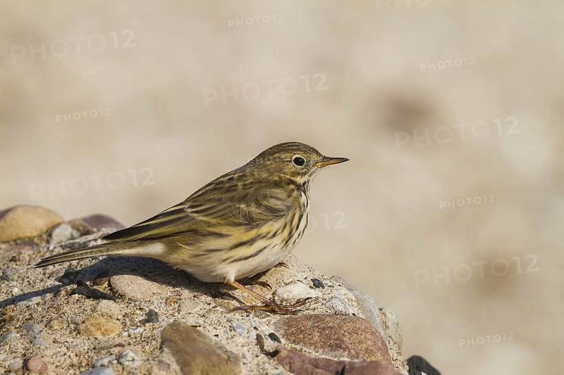 Meadow Pipit (Anthus pratensis), Schleswig-Holstein, Germany