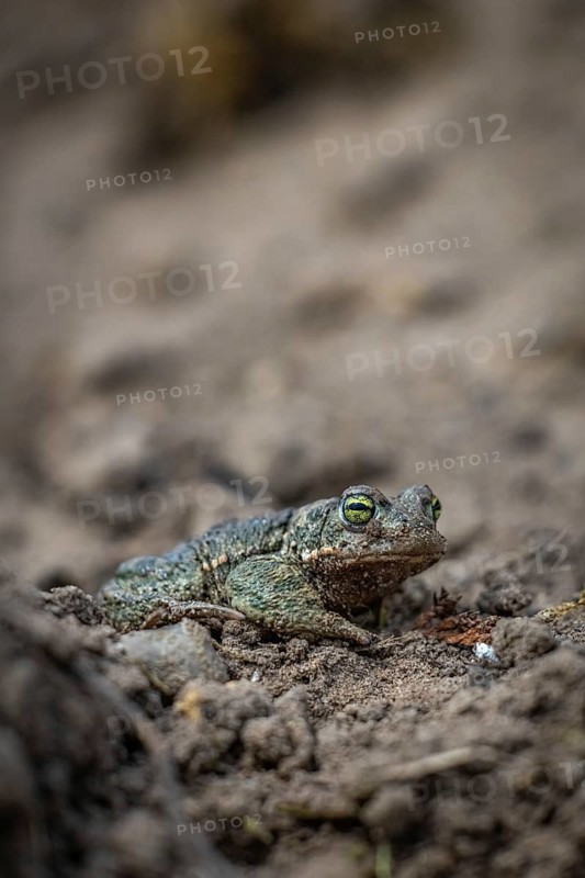A toad is almost invisible on grass-covered ground thanks to its perfect camouflage, natterjack toad (Epidalea calamita, Bufo calamita), close-up, Baden-Württemberg, Germany