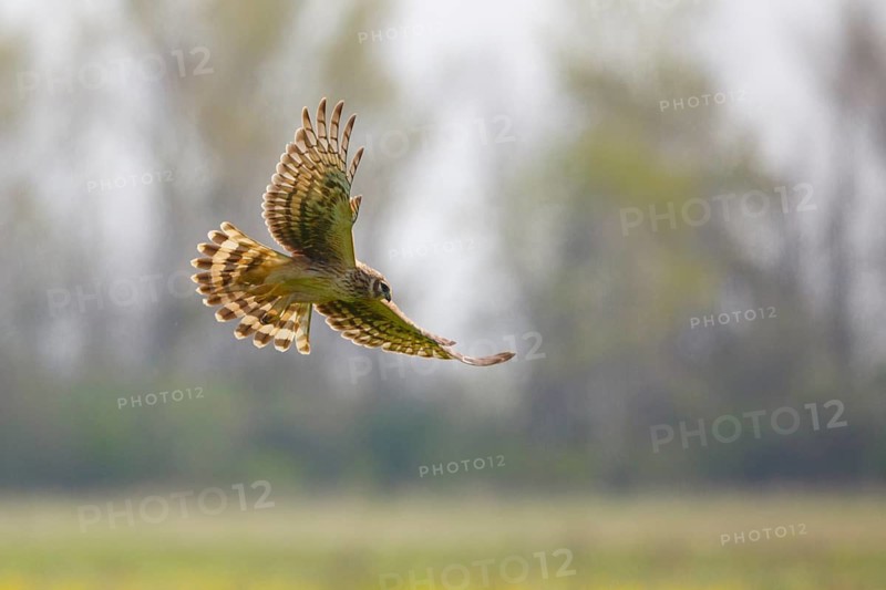 Hen Harrier (Circus cyaneus) female flying, Hungary