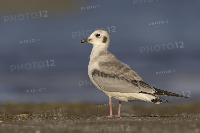 Bonaparte's Gull (Chroicocephalus philadelphia), Ohio, USA