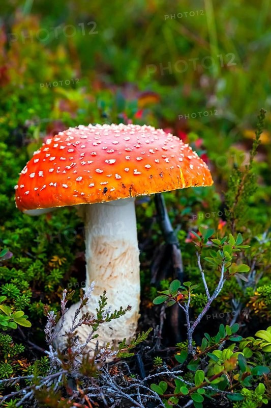 Fly agaric (Amanita muscaria), poisonous mushroom, Celle, Lower Saxony, Federal Republic of Germany