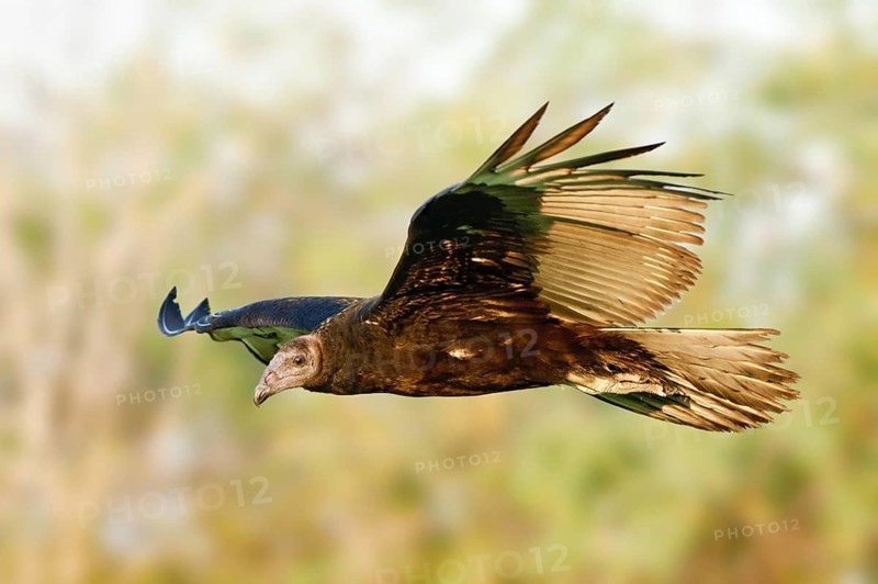 Turkey Vulture (Cathartes aura) juvenile flying, Texas, USA