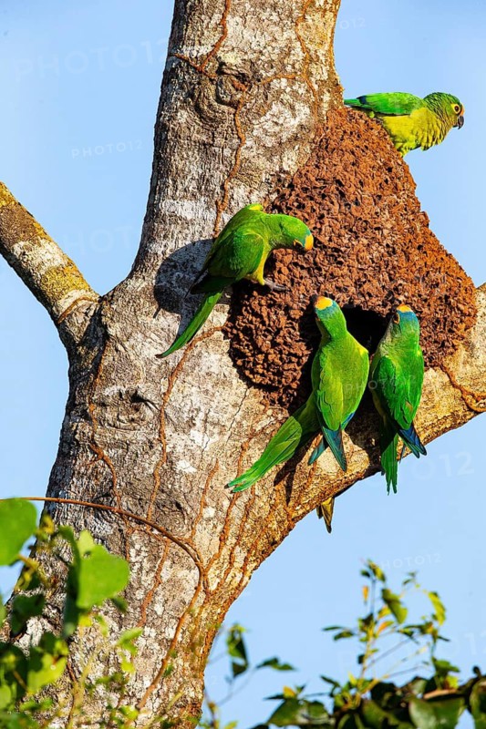 Peach-fronted conure (Aratinga aurea) Pantanal Brazil