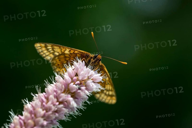 Bite check moth, bite tick moth, euphydryas aurinia, eurodryas aurinia, golden tick moth, green ribbon, marsh fritillary, melitaea aurinia, scabiotic tick moth, butterfly, insects, butterfly, butterflies, butterflies