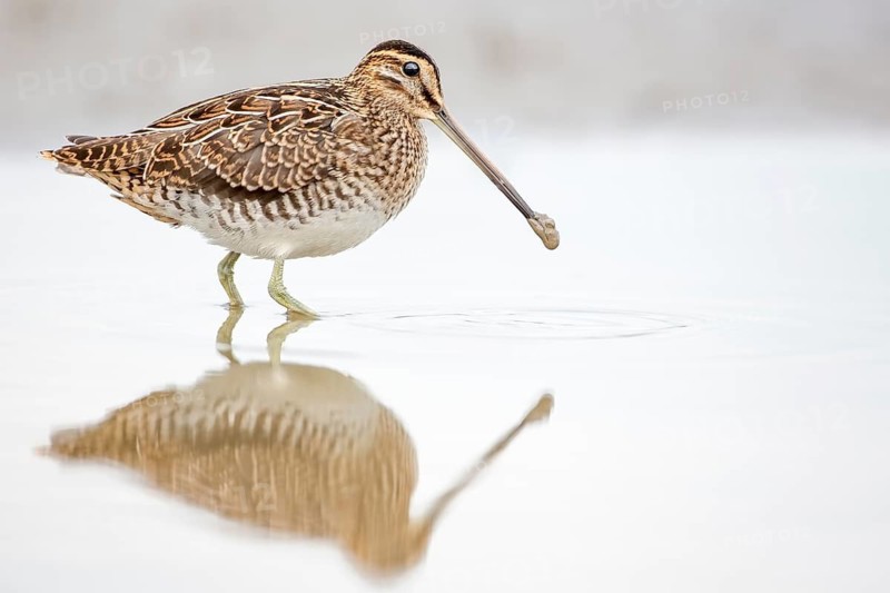 Common Snipe (Gallinago gallinago) foraging, Lake Neusiedl, Austria