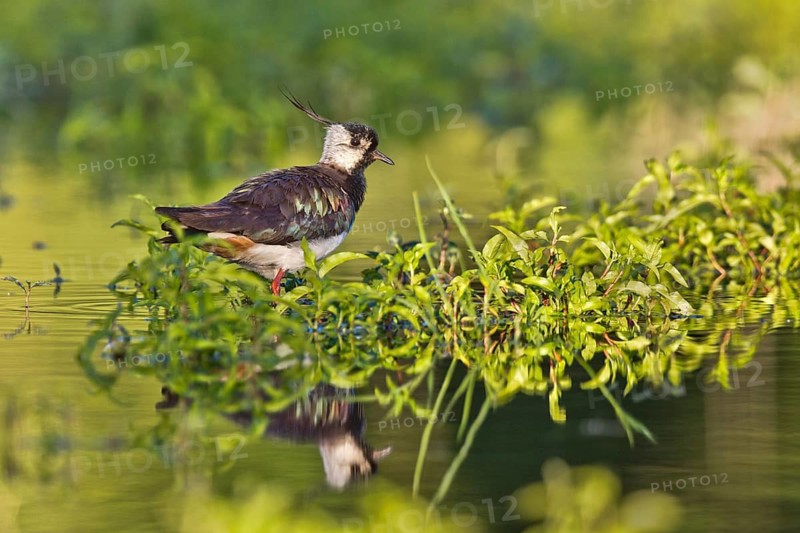 Northern Lapwing (Vanellus vanellus), Bavaria, Germany