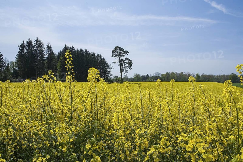 Rapeseed field, rapeseed (Brassica napus), Bavaria, Germany