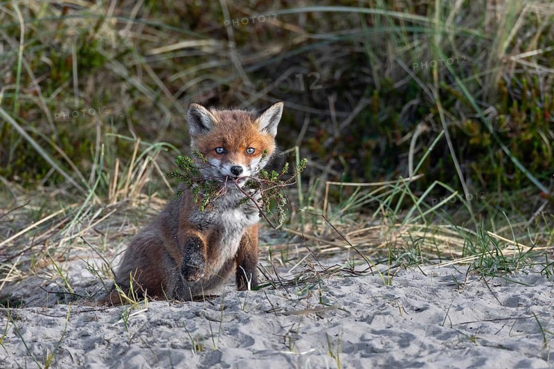 Red fox pup (Vulpes vulpes) playing with a torn out tuft of heather, cub rearing, animal children, cute, playful, courtship, May, Denmark