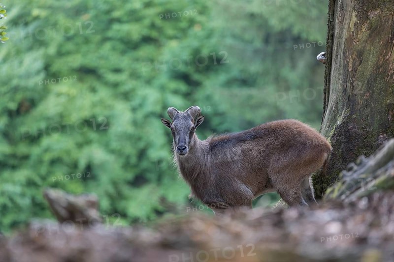 One female Himalayan Tahr (Hemitragus jemlahicus) standing on rocks in a forest. Green forest in the background
