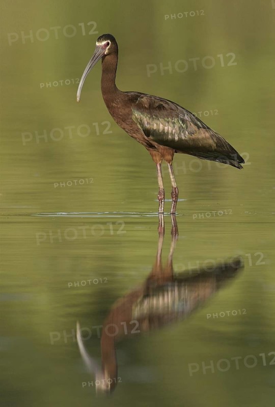 White-faced Ibis (Plegadis chihi), Arizona, USA