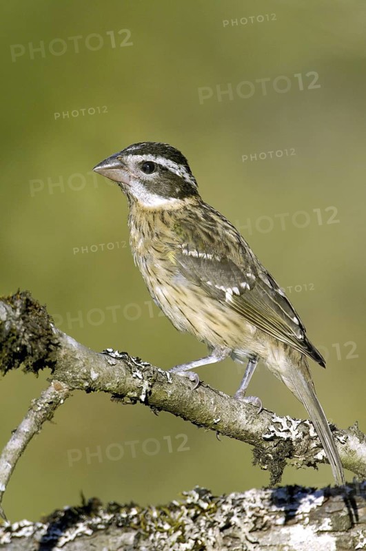 Black-headed Grosbeak (Pheucticus melanocephalus) female, Arizona, USA