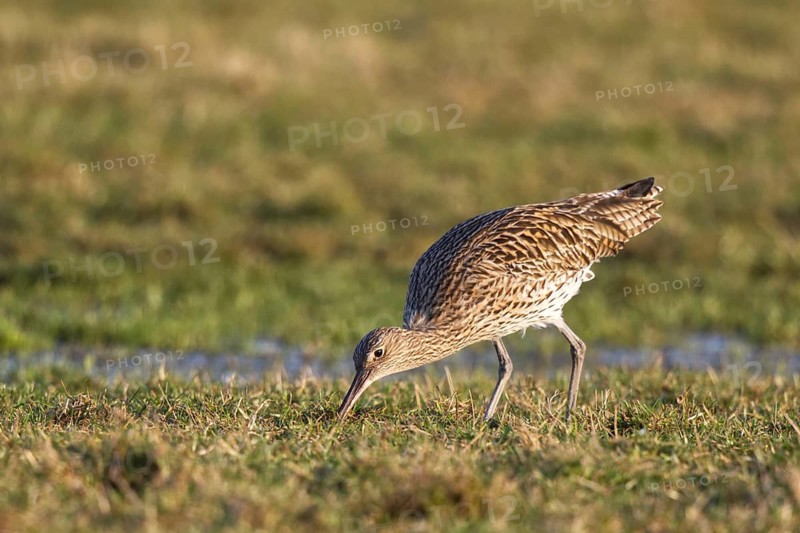 Eurasian Curlew (Numenius arquata) foraging, North Rhine-Westpalia, Germany