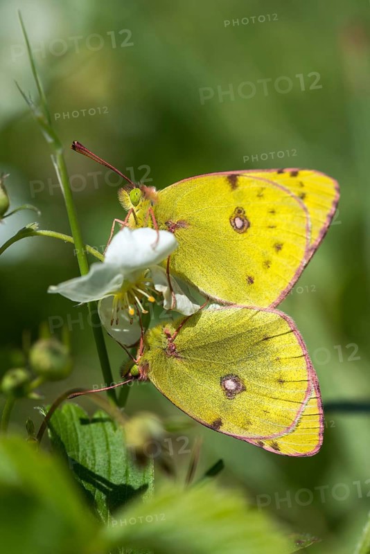 Mount Rana, Bohemian Highlands, Colias Hyale, Czech Republic, yellow haybutterfly, golden eight, pale clouded yellow, Czech Republic, white clover yellow, butterfly, couple, high size, portrait format, insects, copula, mating, couple, mating, mating, butterfly, butterflies