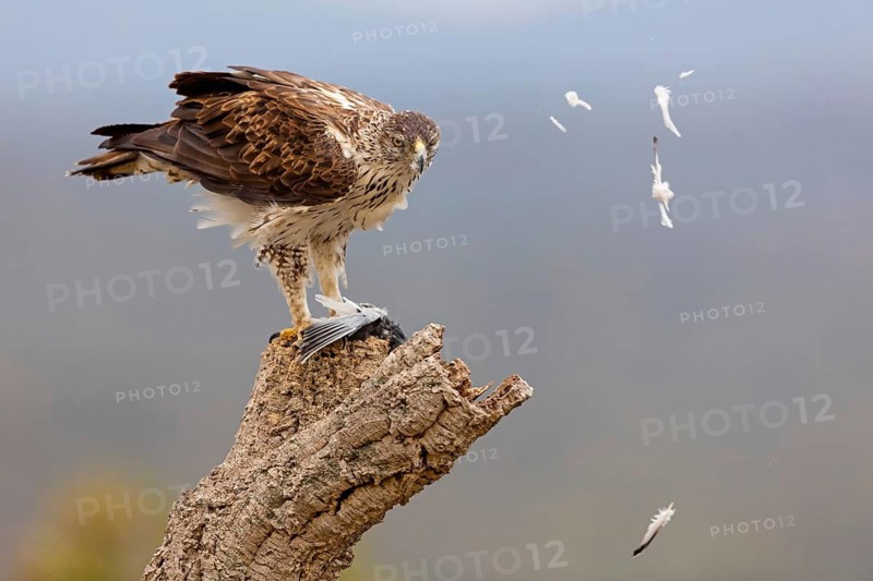Habichtsadler, Bonelli's Eagle, Hieraaetus fasciatus, Aigle de Bonelli, Águila-azor Perdicera