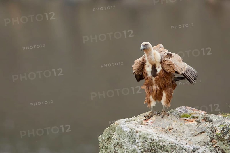 Griffon Vulture (Gyps fulvus) perched on a rock, Spain