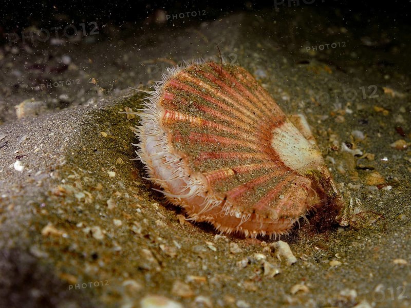 Scallop (Pecten maximus)