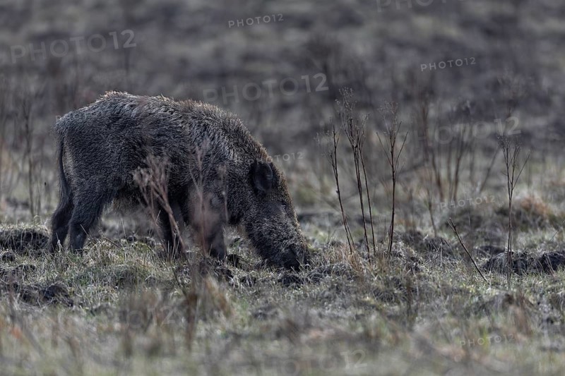 In the evening, I come across a wild boar (Sus scrofa) in a very secluded meadow in the forest, and I can see from its eyes that I have not gone undetected, Denmark