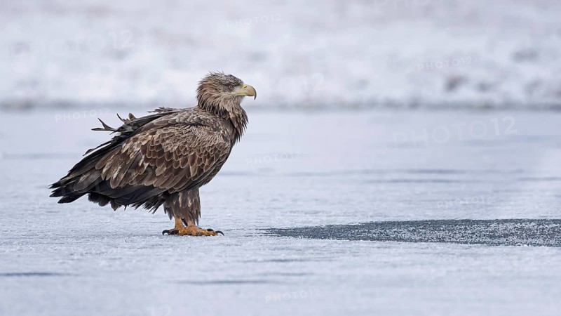 White-tailed eagle (Haliaeetus albicilla) foraging on frozen lake, adult eagle, hunting over icy water surface, landing, resting, Kampinoski National Park, Poland