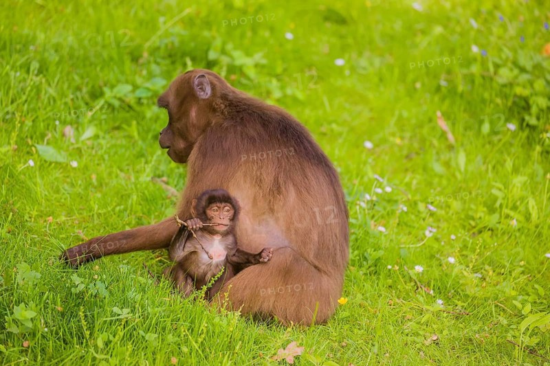 A female Gelada (Theropithecus gelada), or bleeding-heart monkey with her baby sits in a flowering meadow