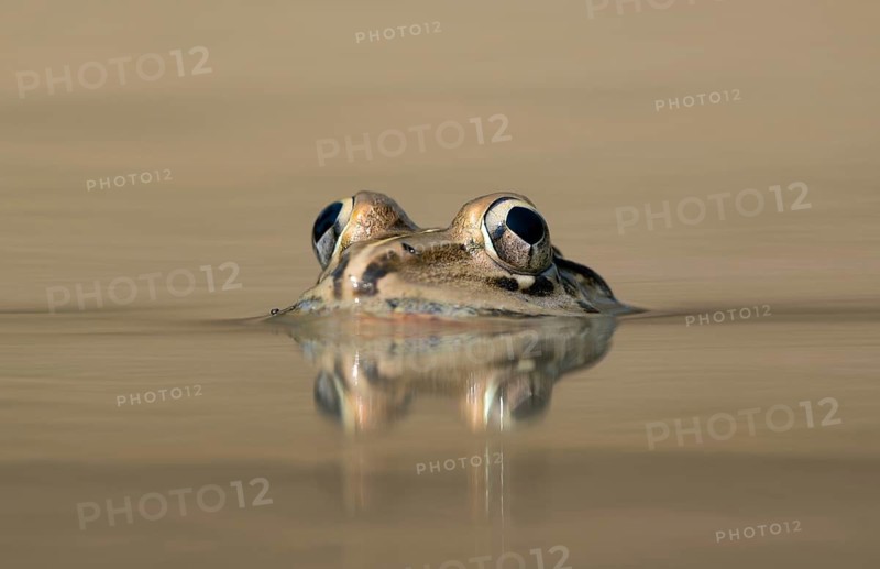 Indian Bullfrog (Hoplobatrachus tigerinus) submerged in a pond, sreepur, Gazipur, bangladesh