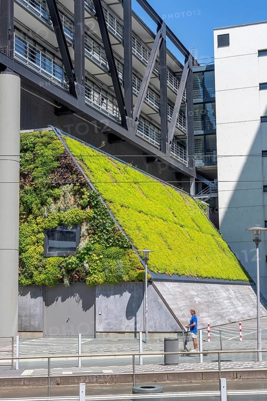 Green wall, façade of a building on Franziusstraße in the media harbor in Düsseldorf, North Rhine-Westphalia, Germany