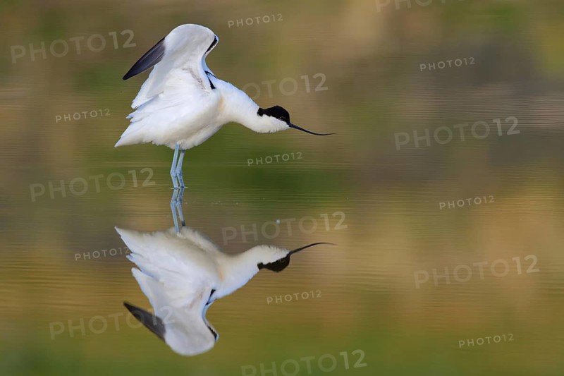 Pied Avocet (Recurvirostra avosetta) stretching, Texel, Netherlands