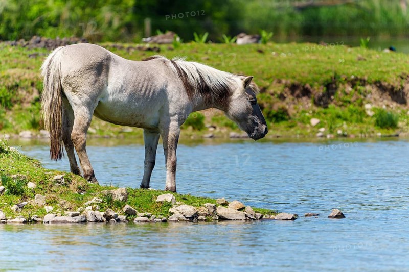 A horse stands on the bank of a calm body of water looking into the water, Tarpan Horse (Equus ferus) France