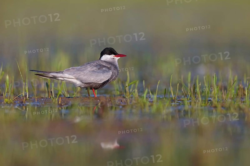 White-bearded Tern, White-bearded Tern, (Chlidonias hybridus), (Chlidonias hybrida), family of Marsh Terns, biotope, habitat, foraging, sthet in waters, East Khawr Khawr Ad Dahariz, Salalah, Dhofar, Oman
