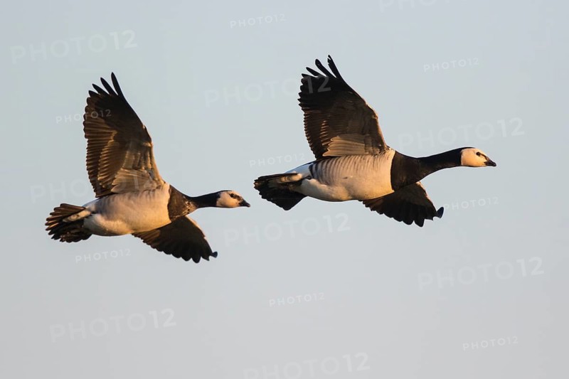 Barnacle Goose (Branta leucopsis), North Rhine-Westphalia, Germany