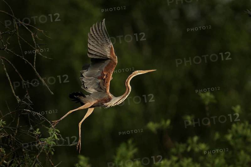 Purple Heron (Ardea purpurea) flying Lombardy, Italy