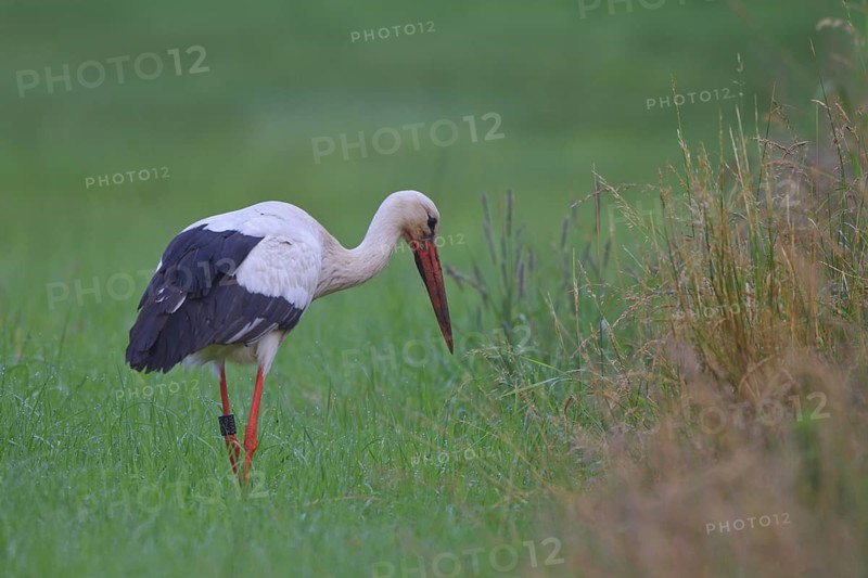 White Stork (Ciconia ciconia) male foraging, North Rhine-Westphalia, Germany