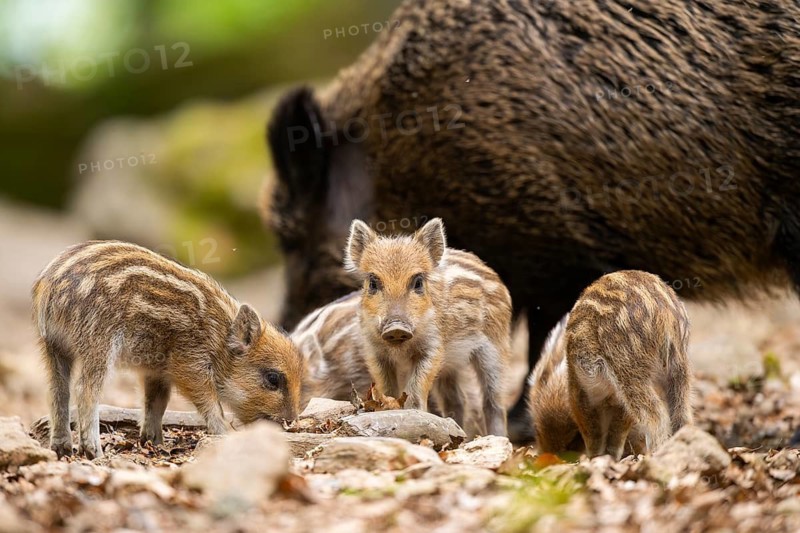 Wild boar (Sus scrofa) mother with her piglets (Squeaker) in a forest, Bavaria, Germany