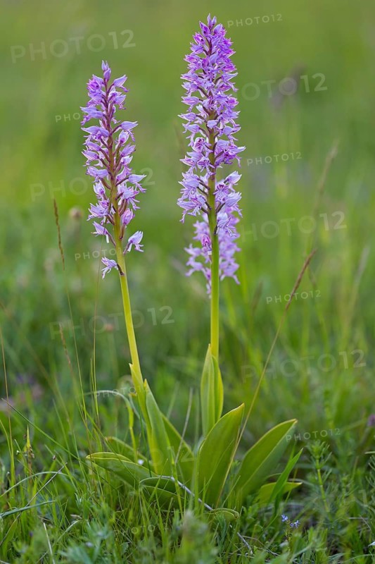 Helmet Orchid, (Orchis militaris), macro, plant, orchid, flower, blossom, orchid family, Lobau, Vienna, Lower Austria, Austria