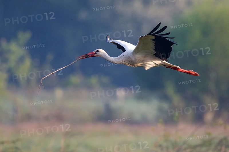 White Stork (Ciconia ciconia) flying with nesting material, North Rhine-Westphalia, Germany