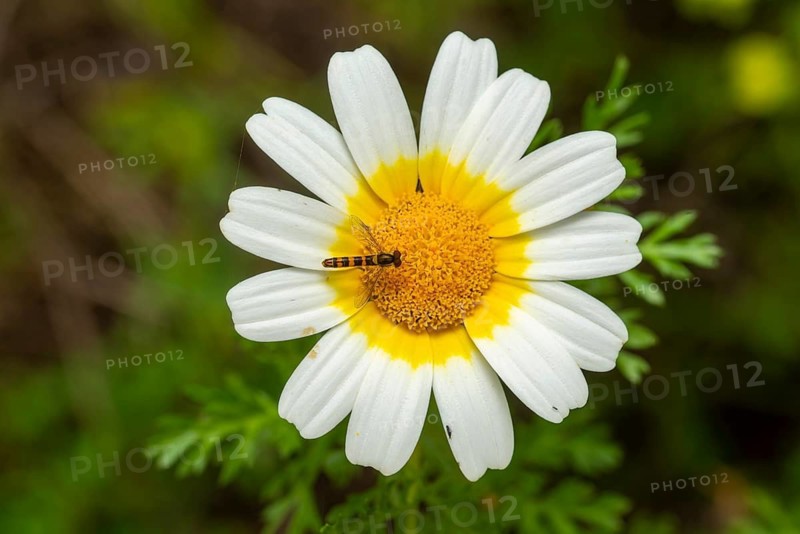 A hoverfly perches delicately on the bright yellow center of a crown daisy flower, with soft white petals framing the scene