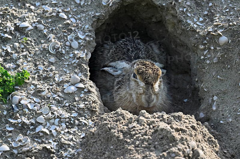 European hare (lepus europaeus), sitting in a hole in the ground, Texel, West Frisian Island, province of North Holland, Netherlands
