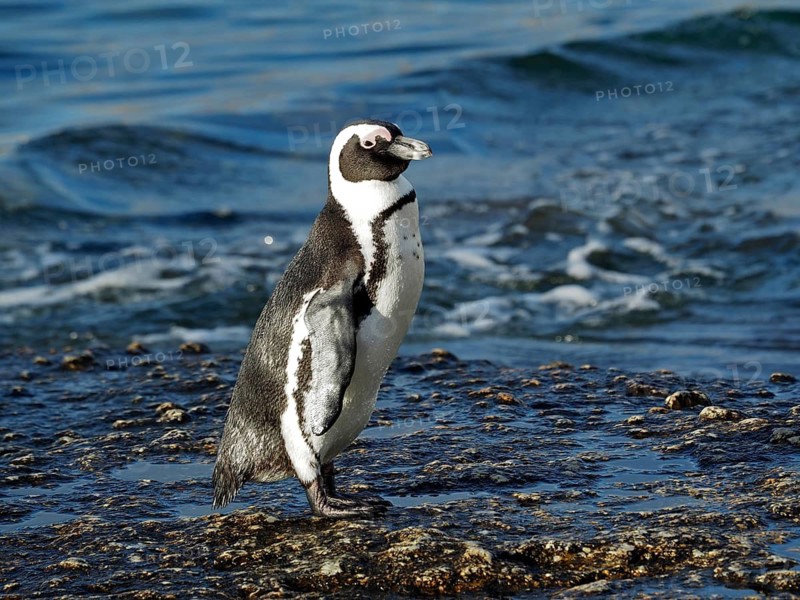 Spectacled penguin (Spheniscus demersus)