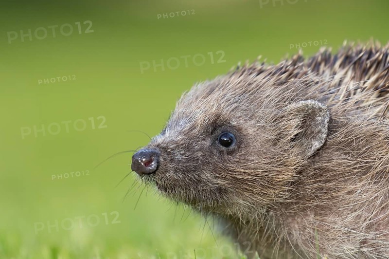 European hedgehog (Erinaceus europaeus) adult animal head portrait, England, United Kingdom