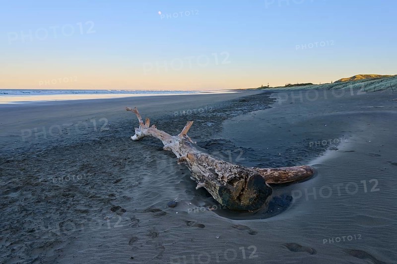 A piece of driftwood lies lonely on the sandy beach, Muriwai Beach, Auckland, North Island, New Zealand