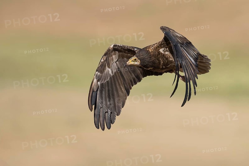 Egyptian Vulture (Neophron percnopterus) juvenile flying, Castile-La Mancha, Spain