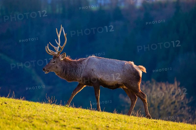 An Altai maral stag and two hind Altai wapiti or Altai elk (Cervus canadensis sibiricus) stand in a meadow in the late light of the day