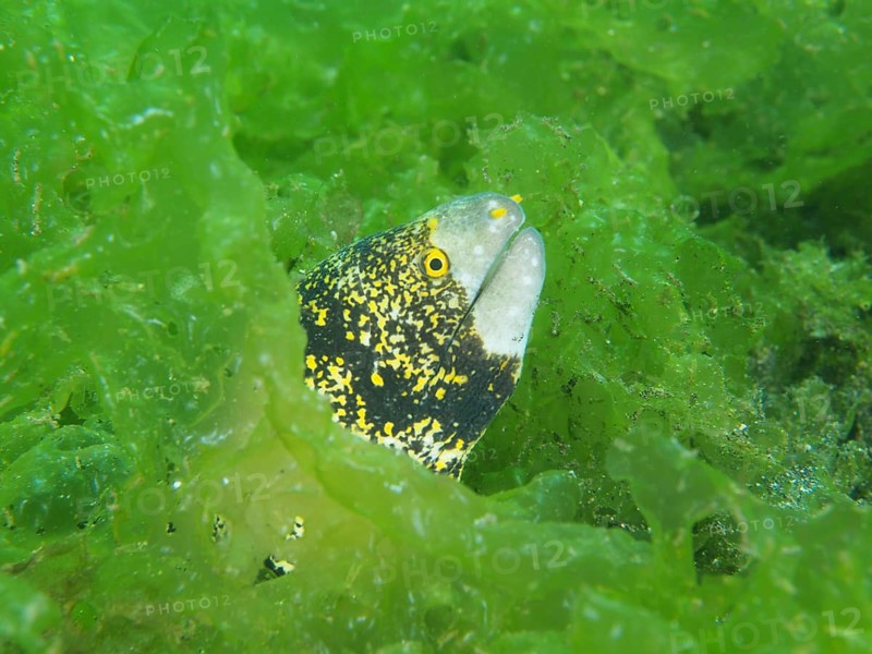 A moray eel with yellow spots, the star-spotted moray (Echidna nebulosa), peeks out curiously from among dense green seaweed, Secret Bay dive site, Gilimanuk, Bali, Indonesia