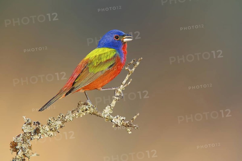 Painted Bunting (Passerina ciris) male singing, Texas, USA