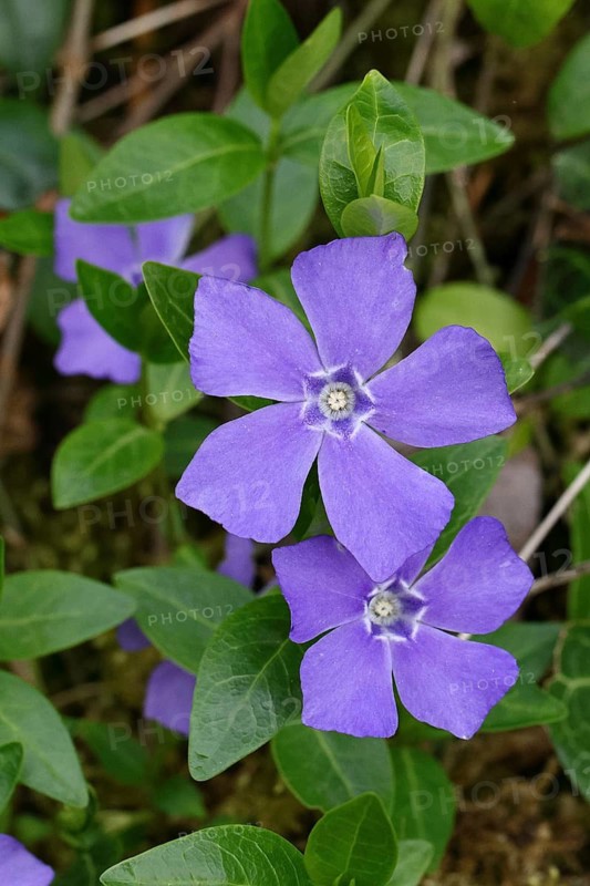 Bigleaf Periwinkle (Vinca major), blue flower in the garden, Wilnsdorf, North Rhine-Westphalia, Germany