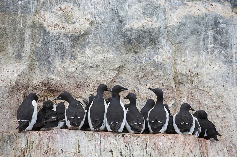 Thick-billed murres (Uria lomvia), Brünnich's guillemots on rock ledge in sea cliff in seabird colony, Alkefjellet, Hinlopenstreet, Svalbard, Norway